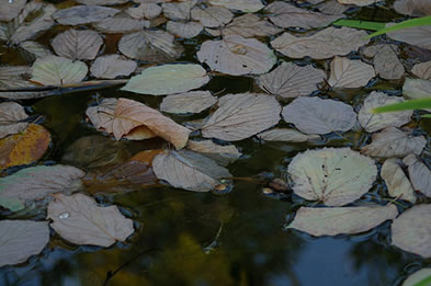 leaves on pond