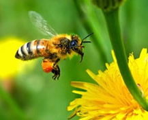 bee carrying pollen