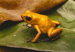 Photo: Golden poison dart frog on leaf