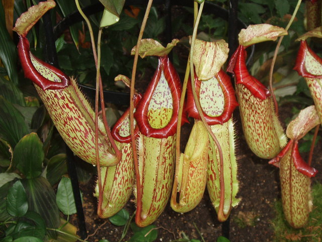 IMAGE:Pitcher plant