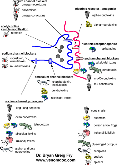 neurotoxin_sites_of_action