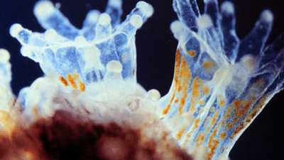 Zooxanthellae in coral polyps