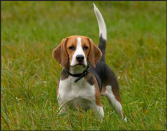 Beagle on grass