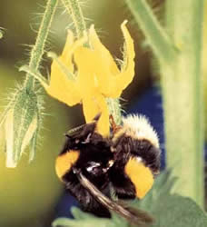 Bumble Bee and Tomato flower