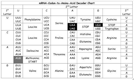 mRNA codon-to-amino acid decoder chart
