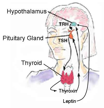 Thyroid Feedback Loop