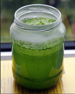 Algae in jar