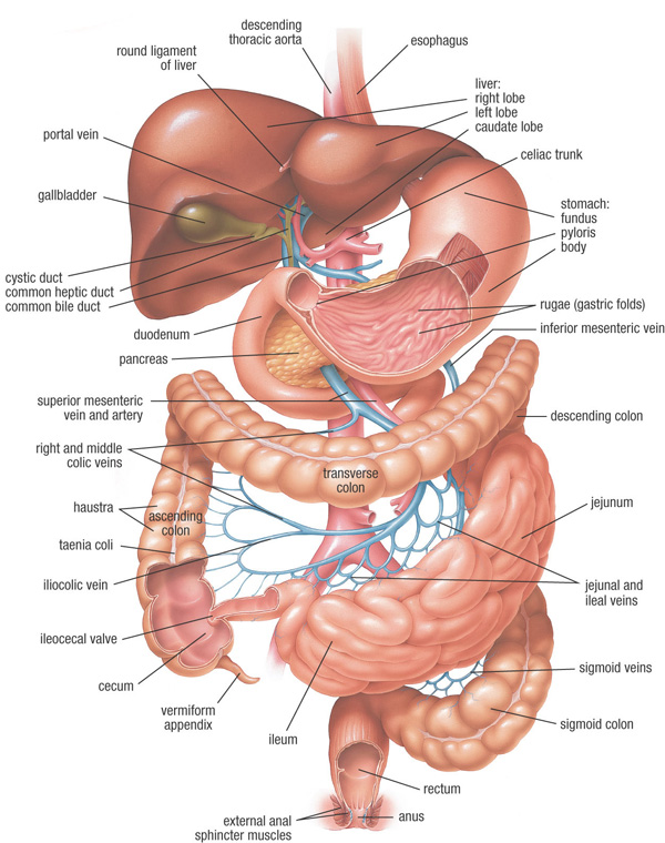 systems of body. Human Body Anatomy Pictures