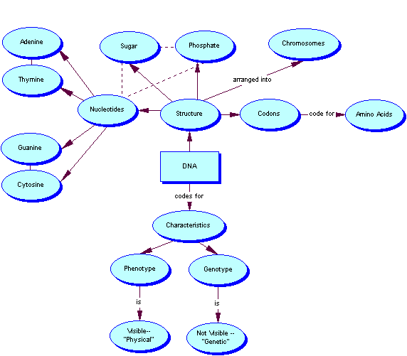 discovery of dna structure concept map