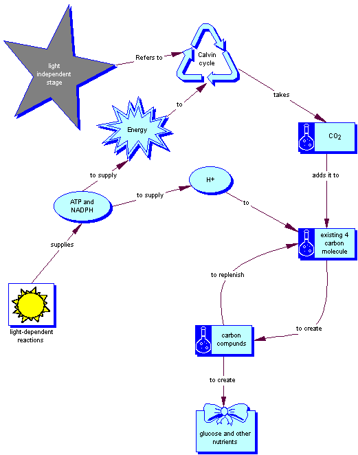 Light Independent Reactions Map - Biol 1114