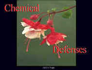 4 - Chemical Defenses